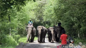 rayakan hari cinta puspa dan satwa nasional 2025 dengan ucapan menyentuh xX3sGs 1280x720 1