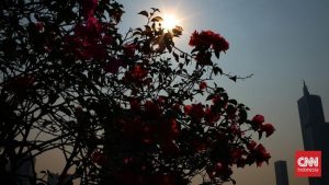 Heatwave Panggang Indonesia BMKG Ungkap Peluang Dampak Cuaca Ekstrem